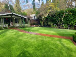 green grass front yard with no watering needed